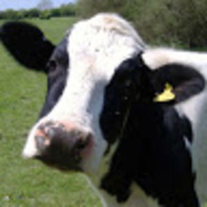 Meet your Posher, Robin